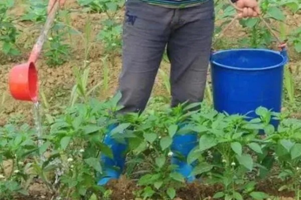 辣椒树要天天浇水吗，浇水过多会导致产量降低