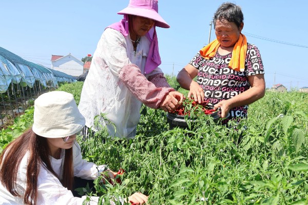辣椒树要天天浇水吗，浇水过多会导致产量降低