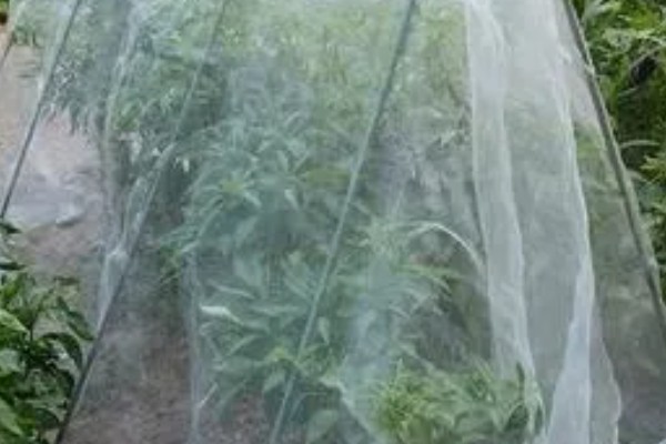 辣椒树要天天浇水吗，浇水过多会导致产量降低