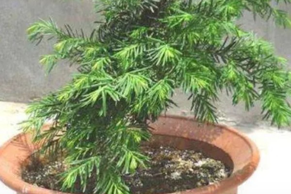 红豆杉干枯后的急救方法，需要遮阴增湿