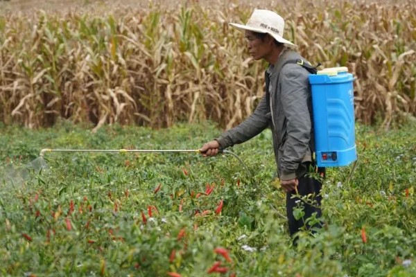 辣椒树要天天浇水吗，浇水过多会导致产量降低