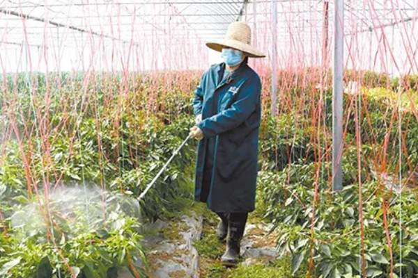 辣椒树要天天浇水吗，浇水过多会导致产量降低