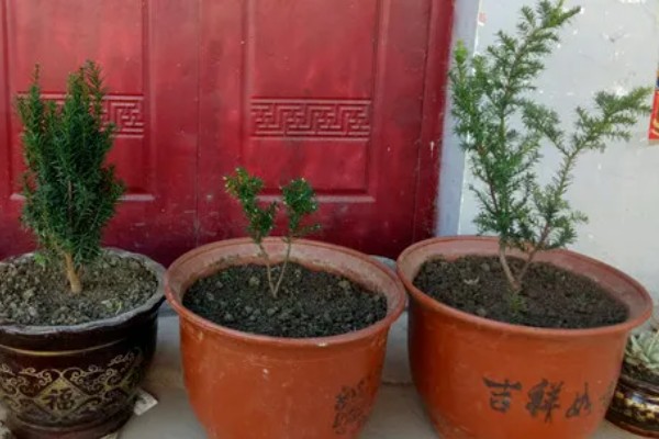 红豆杉干枯后的急救方法，需要遮阴增湿