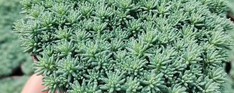 夏季怎么养护薄雪万年草，摆放在阴凉处不能受到暴晒