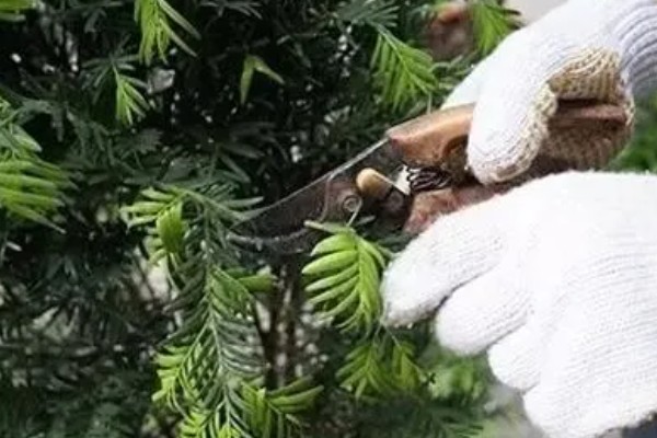 红豆杉干枯后的急救方法，需要遮阴增湿