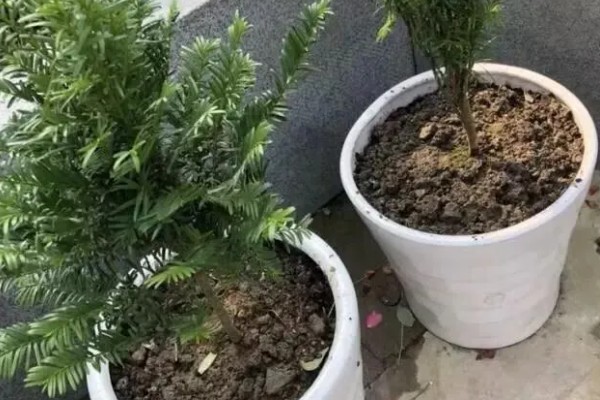 红豆杉干枯后的急救方法，需要遮阴增湿