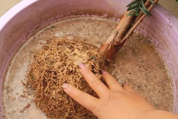 红豆杉干枯后的急救方法，需要遮阴增湿