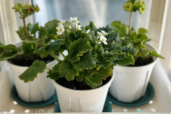 四季樱草怎么管理，冬季把室温保持在15-20℃左右