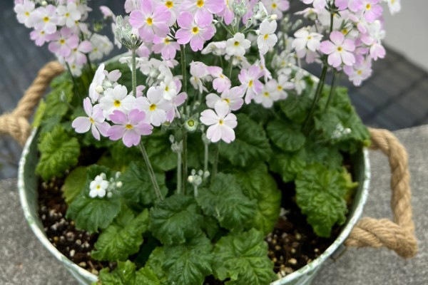 四季樱草怎么管理，冬季把室温保持在15-20℃左右