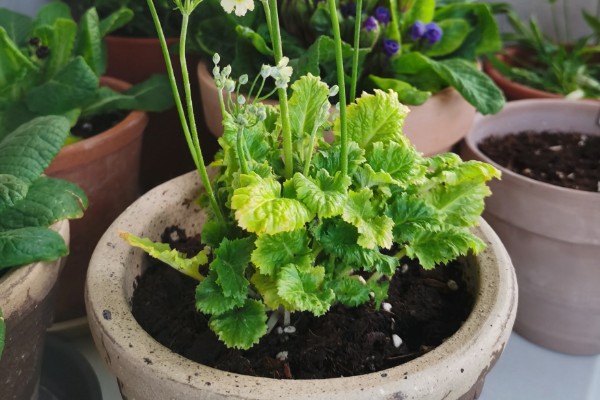 四季樱草怎么管理，冬季把室温保持在15-20℃左右