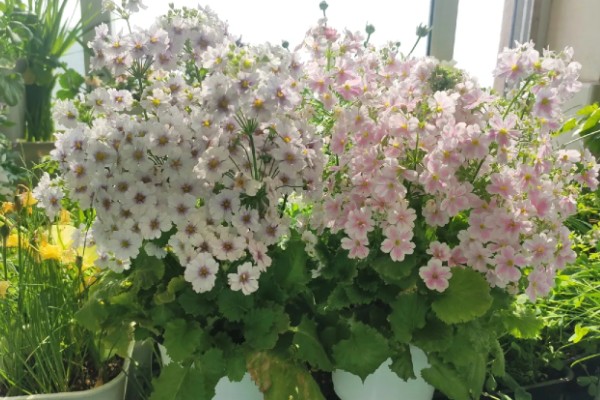 四季樱草怎么管理，冬季把室温保持在15-20℃左右