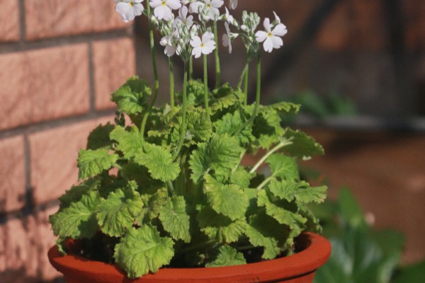 四季樱草怎么管理，冬季把室温保持在15-20℃左右