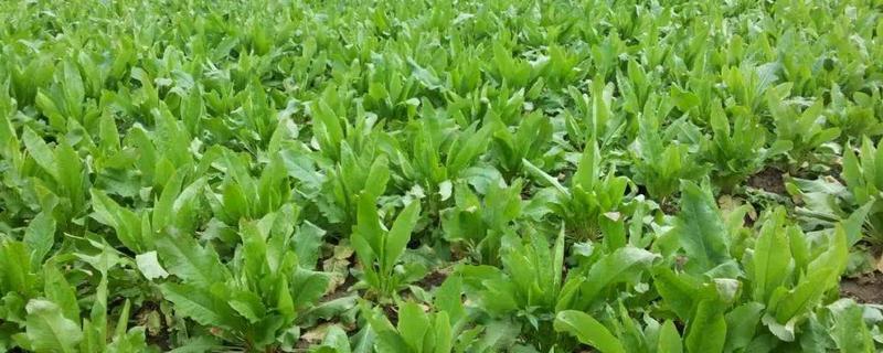 食叶草是不是从国外引入，是我国自主研发的专利技术成果