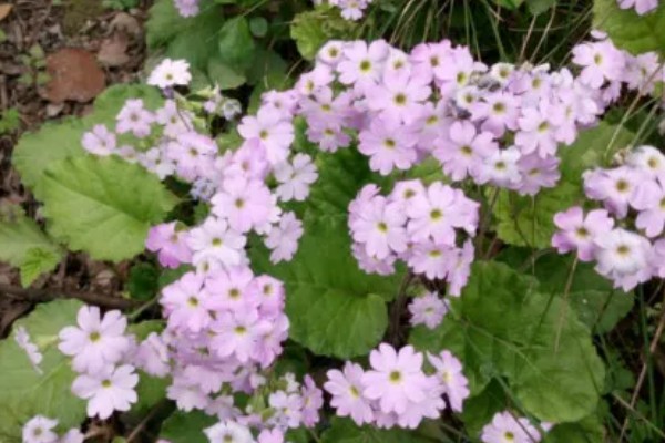 四季樱草怎么管理，冬季把室温保持在15-20℃左右