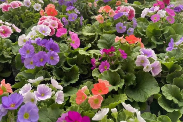 四季樱草怎么管理，冬季把室温保持在15-20℃左右