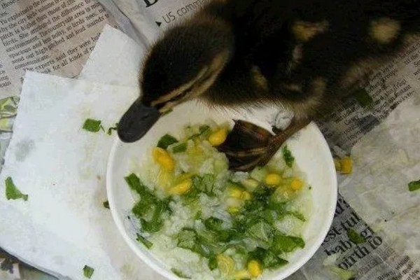 小野鸭能不能吃小鱼,开食后可饲喂剁碎的小鱼、河蚌肉等食物