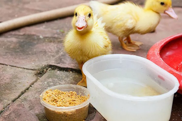 小野鸭能不能吃小鱼,开食后可饲喂剁碎的小鱼、河蚌肉等食物