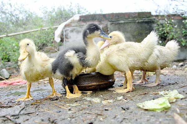 小野鸭能不能吃小鱼,开食后可饲喂剁碎的小鱼、河蚌肉等食物