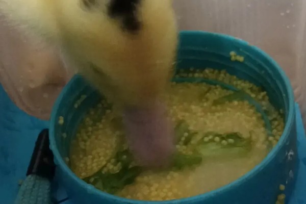 小野鸭能不能吃小鱼,开食后可饲喂剁碎的小鱼、河蚌肉等食物