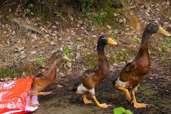 小野鸭能不能吃小鱼,开食后可饲喂剁碎的小鱼、河蚌肉等食物