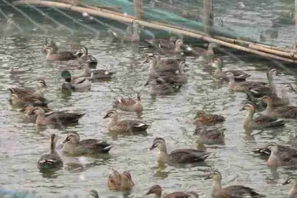 小野鸭能不能吃小鱼,开食后可饲喂剁碎的小鱼、河蚌肉等食物