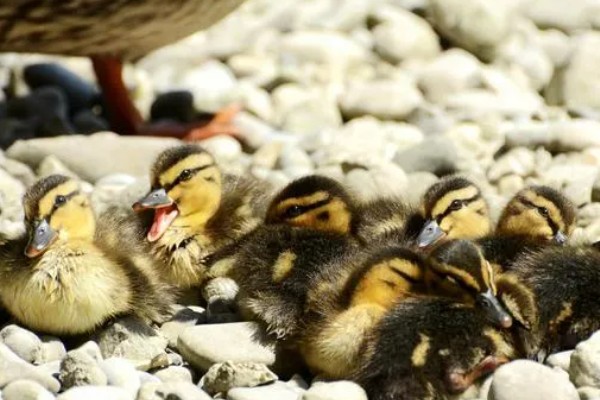 小野鸭能不能吃小鱼,开食后可饲喂剁碎的小鱼、河蚌肉等食物