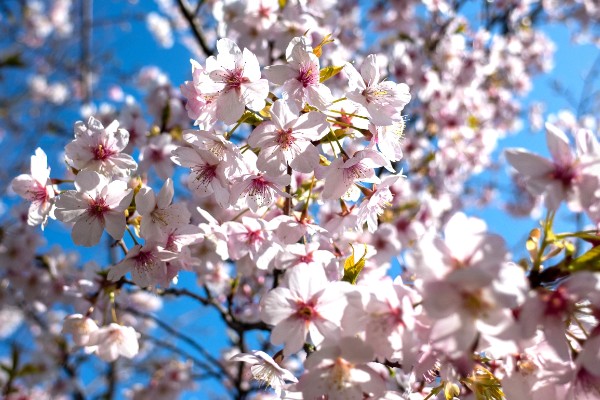 樱花树栽培几年会开花，嫁接后的枝条种植后2-3年即可开花
