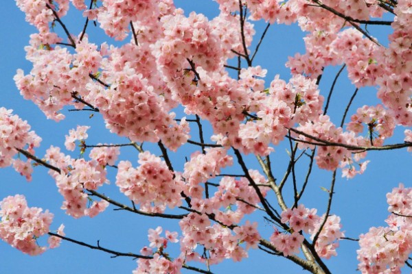 樱花树栽培几年会开花，嫁接后的枝条种植后2-3年即可开花