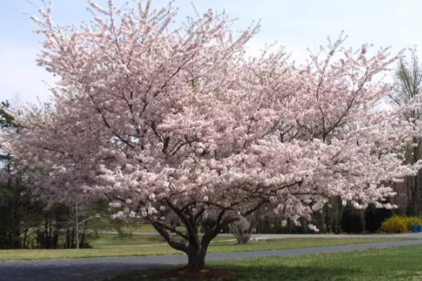 樱花树栽培几年会开花，嫁接后的枝条种植后2-3年即可开花