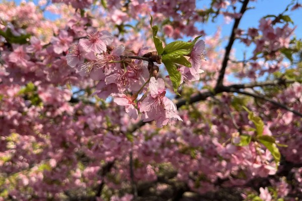 樱花树栽培几年会开花，嫁接后的枝条种植后2-3年即可开花