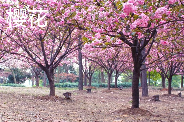 樱花树栽培几年会开花，嫁接后的枝条种植后2-3年即可开花