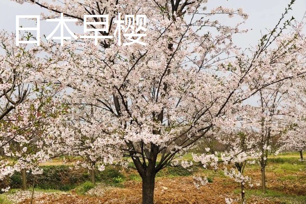 樱花树栽培几年会开花，嫁接后的枝条种植后2-3年即可开花