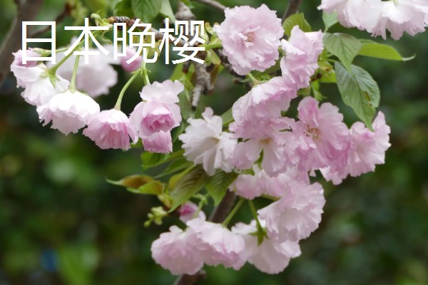 樱花树栽培几年会开花，嫁接后的枝条种植后2-3年即可开花