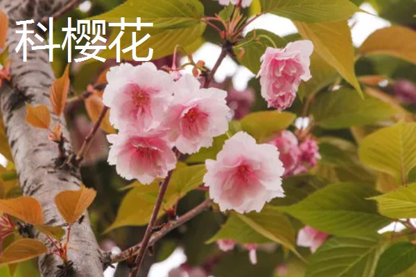 樱花树栽培几年会开花，嫁接后的枝条种植后2-3年即可开花