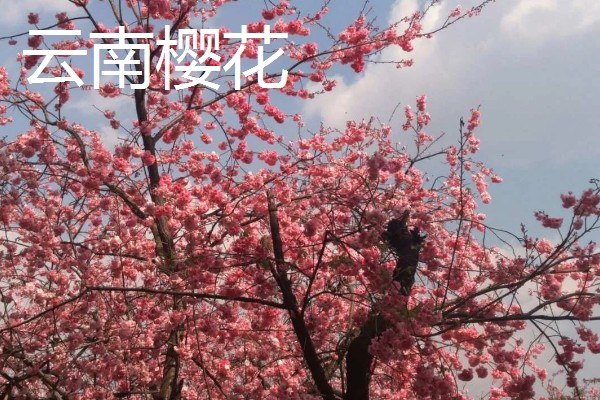 樱花树栽培几年会开花，嫁接后的枝条种植后2-3年即可开花