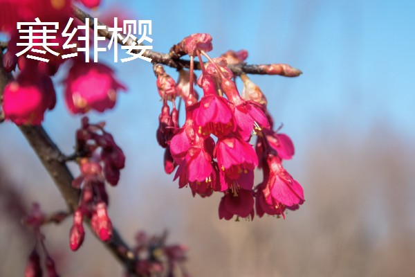 樱花树栽培几年会开花，嫁接后的枝条种植后2-3年即可开花