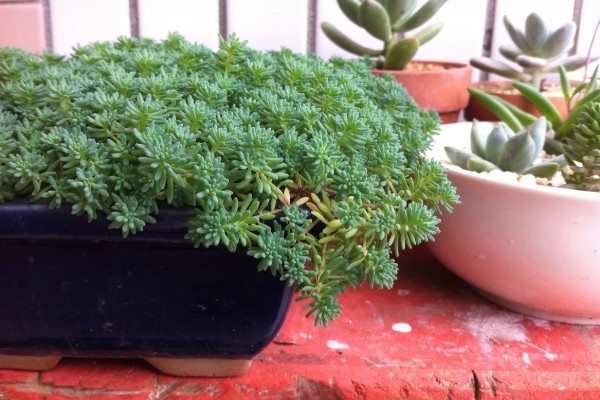 夏季怎么养护薄雪万年草,摆放在阴凉处不能受到暴晒