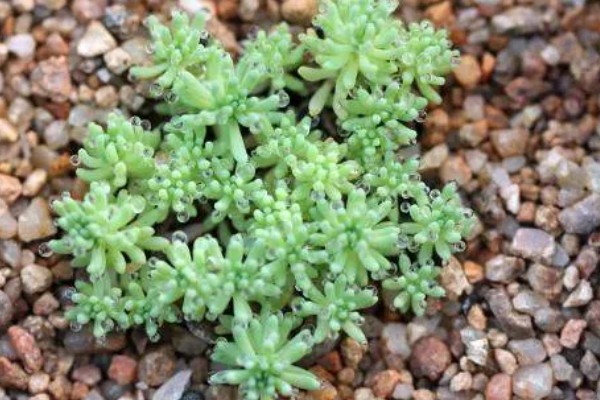 夏季怎么养护薄雪万年草,摆放在阴凉处不能受到暴晒