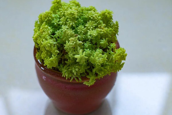 夏季怎么养护薄雪万年草,摆放在阴凉处不能受到暴晒