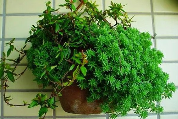 夏季怎么养护薄雪万年草,摆放在阴凉处不能受到暴晒