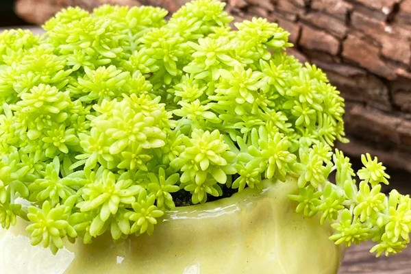 夏季怎么养护薄雪万年草,摆放在阴凉处不能受到暴晒