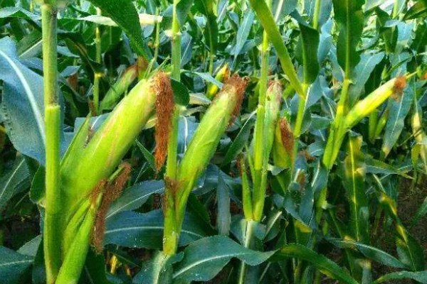 宝景653s玉米种的特征特性，从出苗至成熟需要101天左右