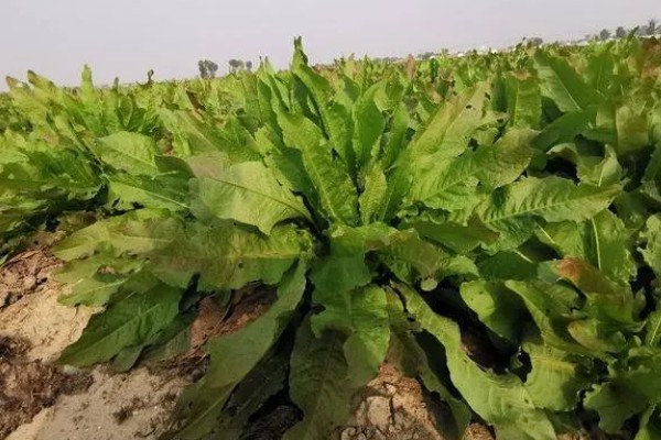 食叶草是不是从国外引入，是我国自主研发的专利技术成果