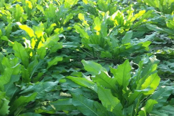 食叶草是不是从国外引入，是我国自主研发的专利技术成果