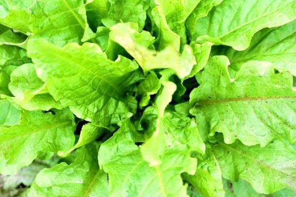 食叶草是不是从国外引入，是我国自主研发的专利技术成果