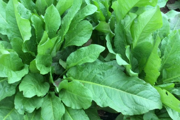 食叶草是不是从国外引入，是我国自主研发的专利技术成果