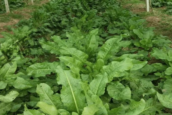 食叶草是不是从国外引入，是我国自主研发的专利技术成果