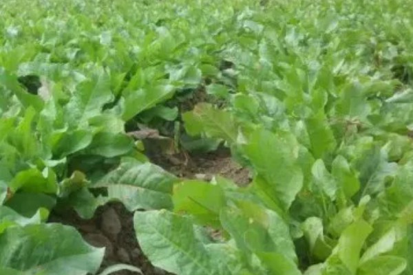 食叶草是不是从国外引入，是我国自主研发的专利技术成果