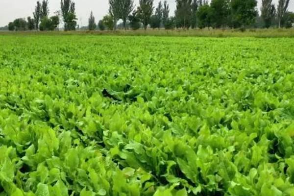 食叶草是不是从国外引入，是我国自主研发的专利技术成果