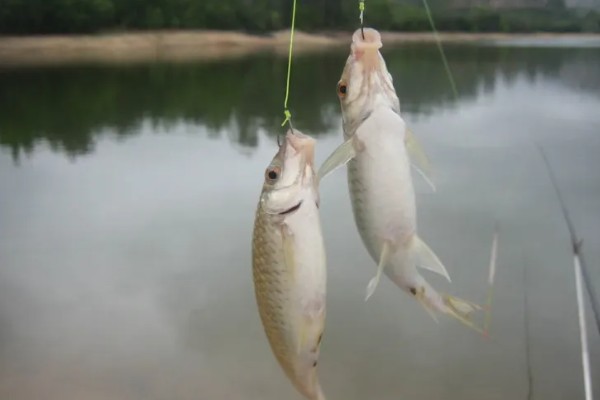 1号海夕钩与1号伊豆钩哪个大，前者更大